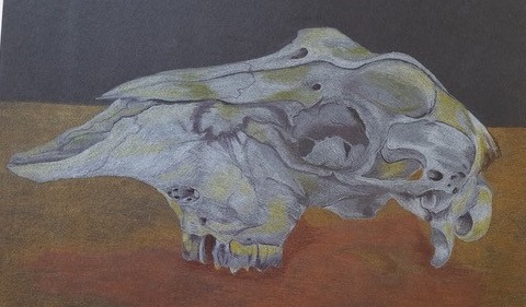 A painting of an animal skull by a member of the Bethersden Arts Group
